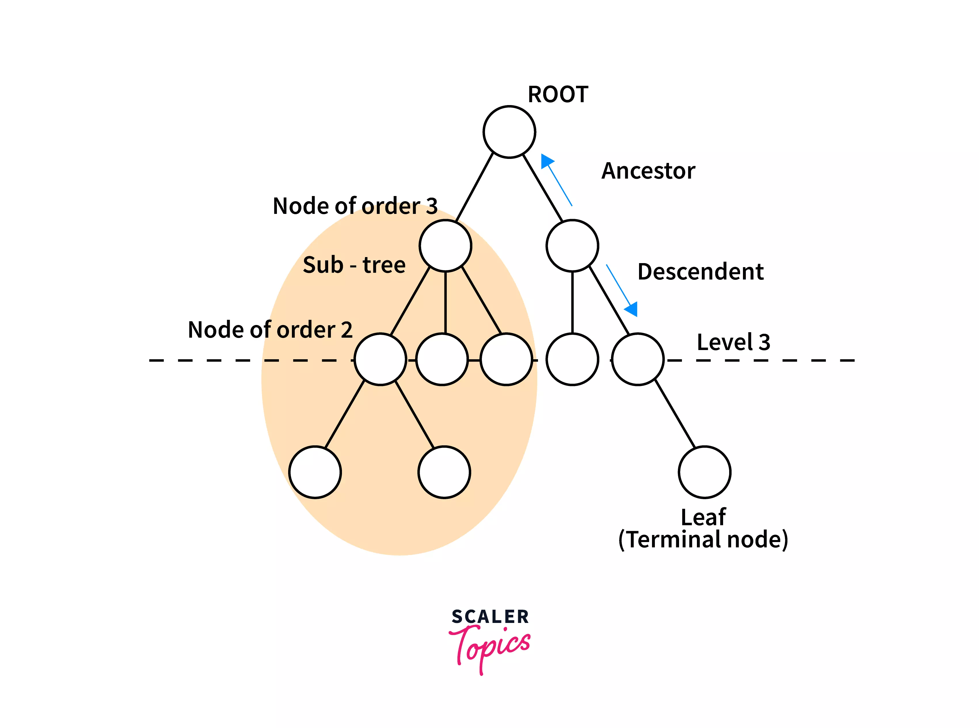 Binary Tree in C Types and Implementation Scaler Topics