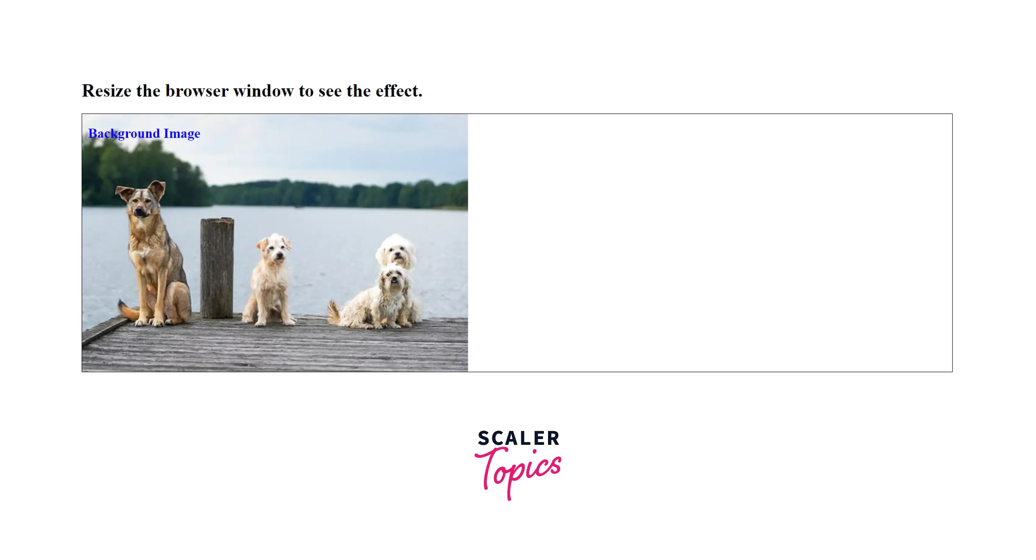 How to Make Images Responsive with CSS? Scaler Topics