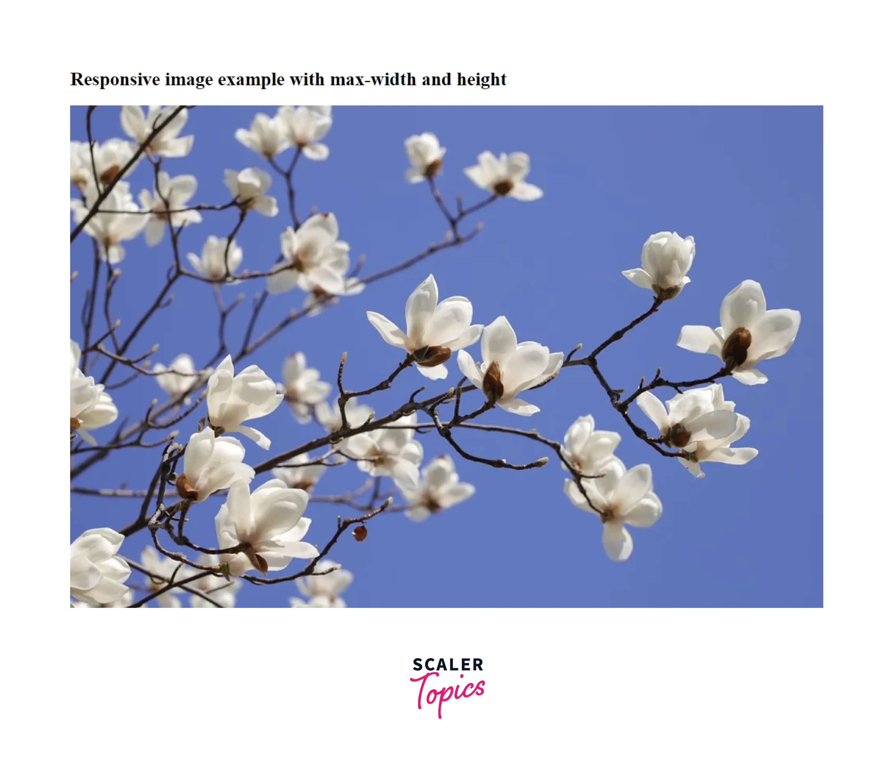 How to Make Images Responsive with CSS? Scaler Topics