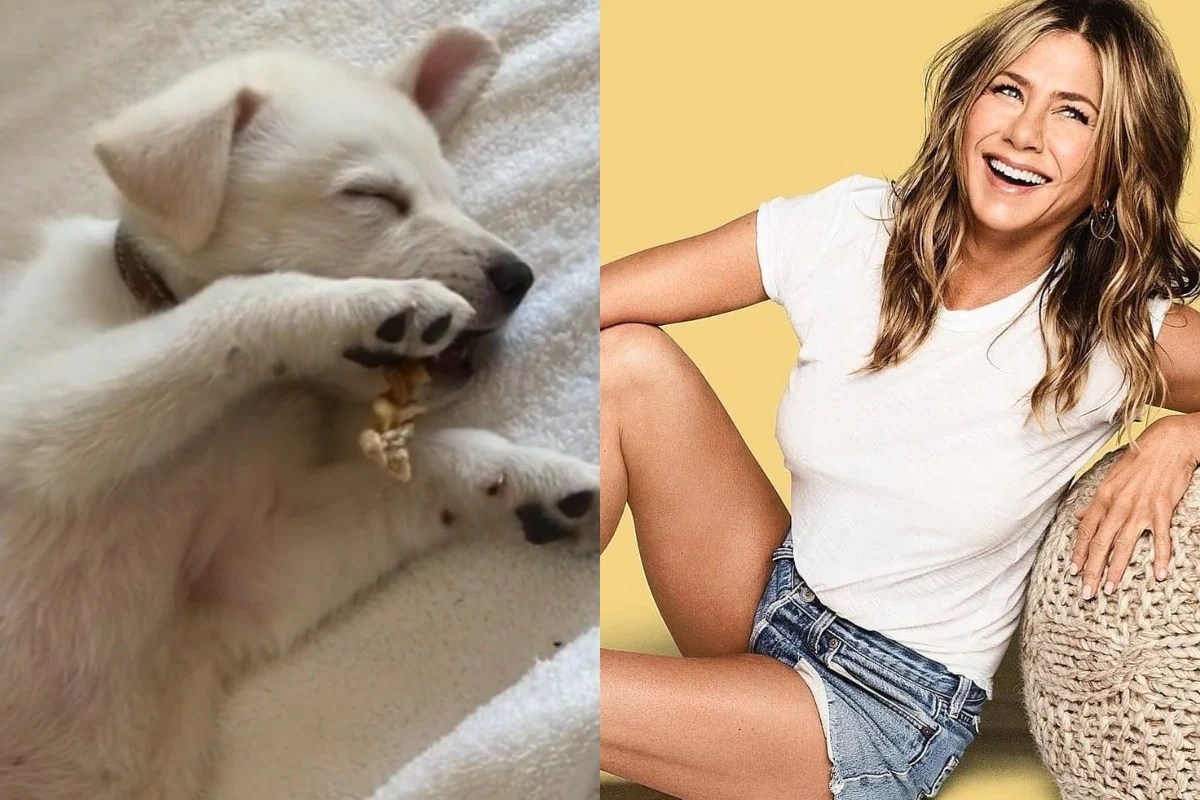 10 Hollywood Celebrities and their Love of Dogs