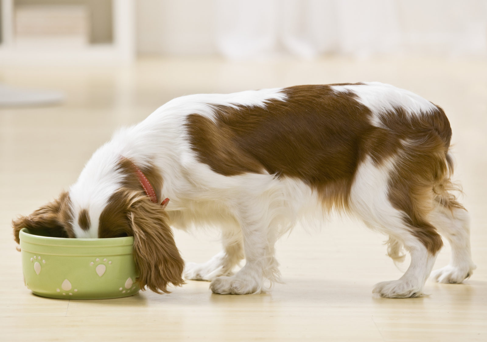 Continuous Food Processing The Secret to Better Pet Food