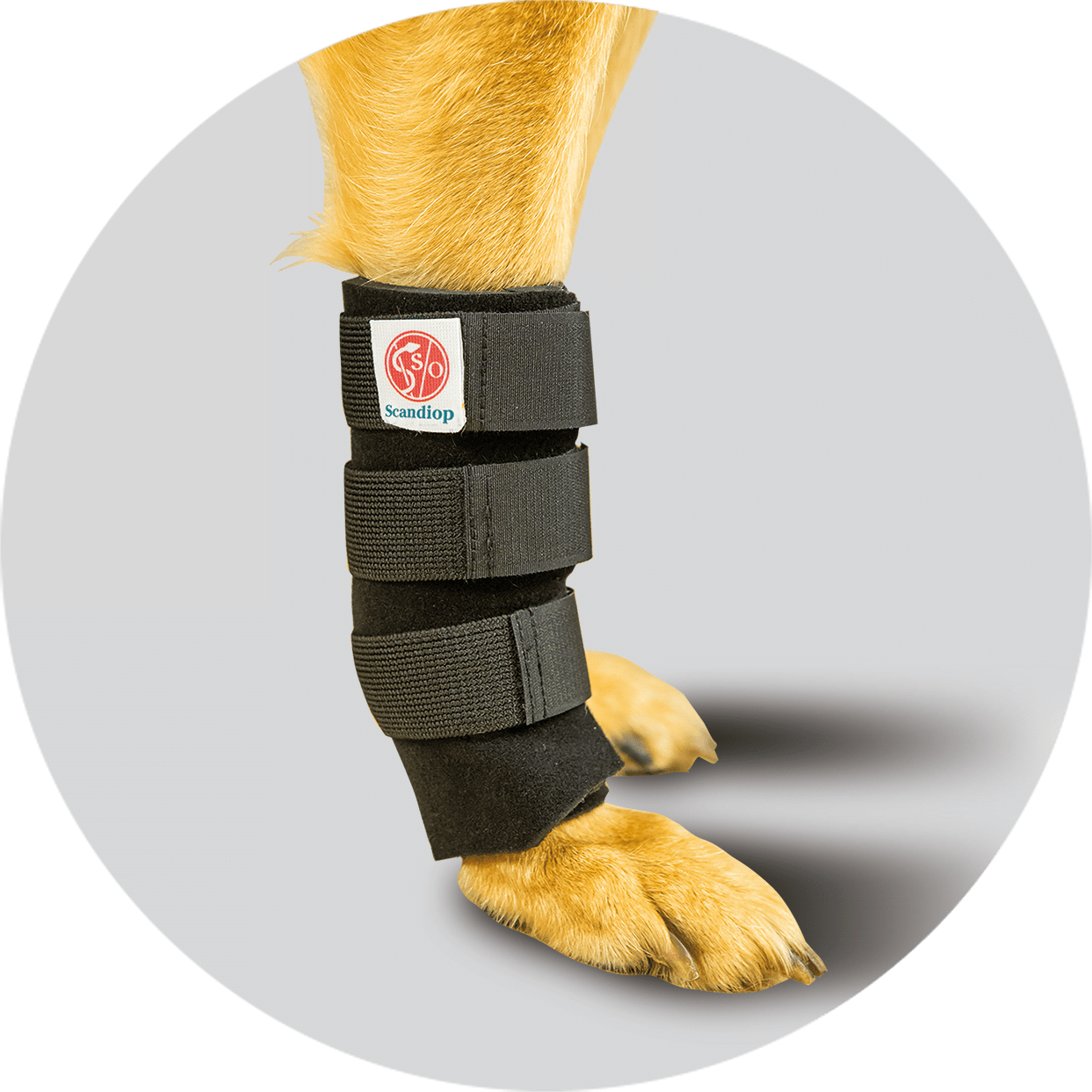 Carpal Scandi Orthopedic