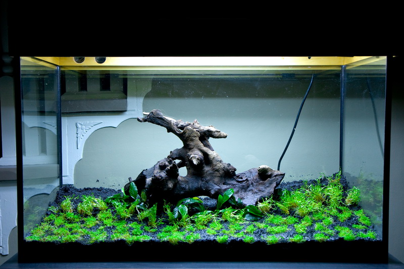 Dry Start Method 7 Tips for Success SF 027 ScapeFu