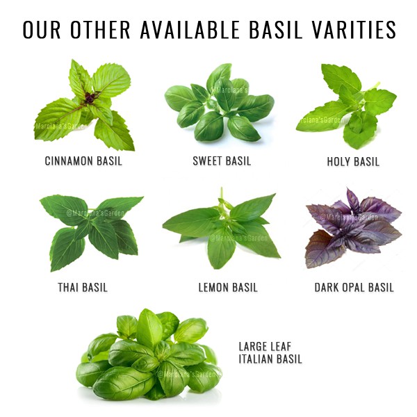 Lemon Basil Scarlett Gardens