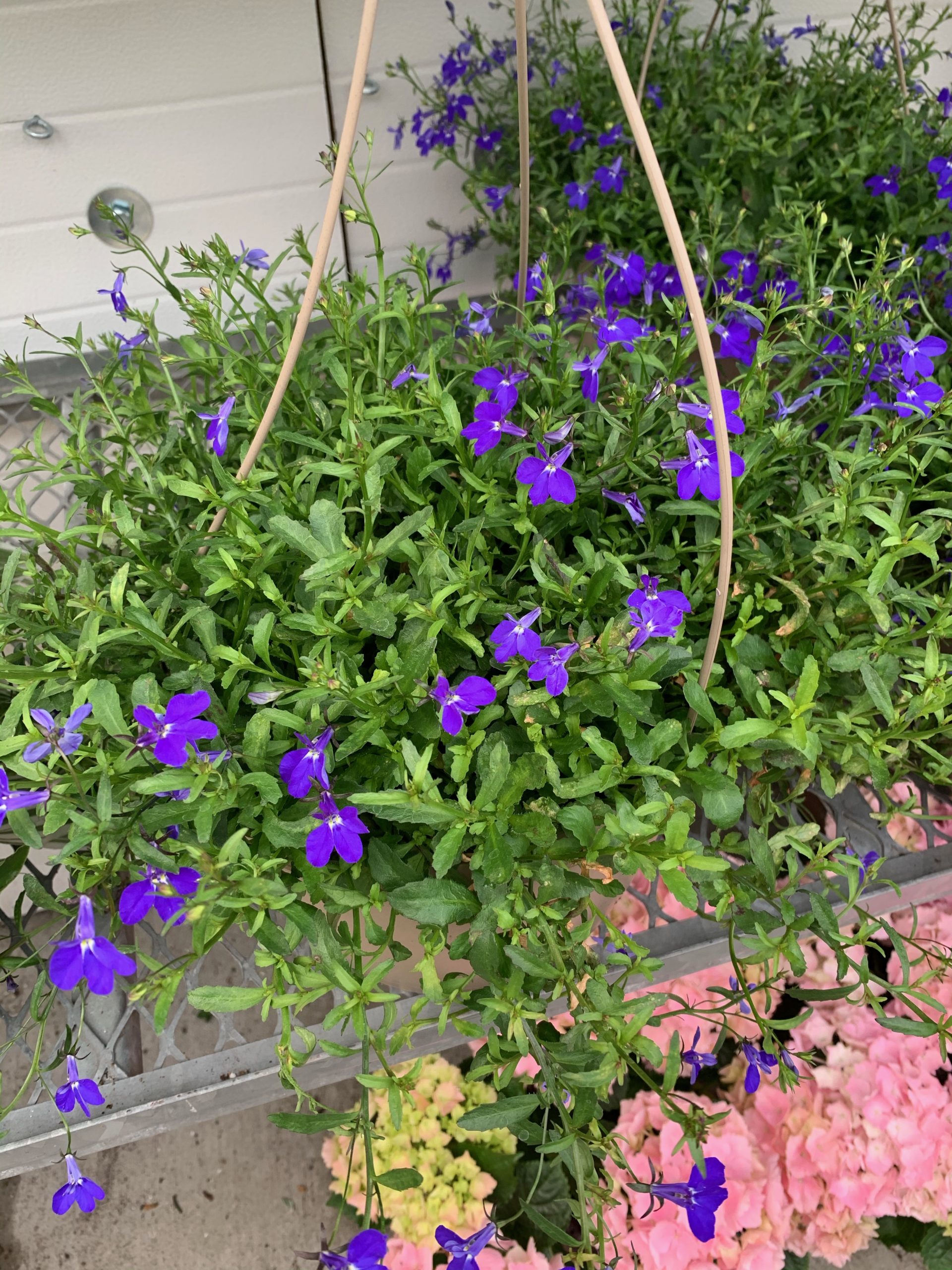 Lobelia, Hanging Basket Scarlett Gardens