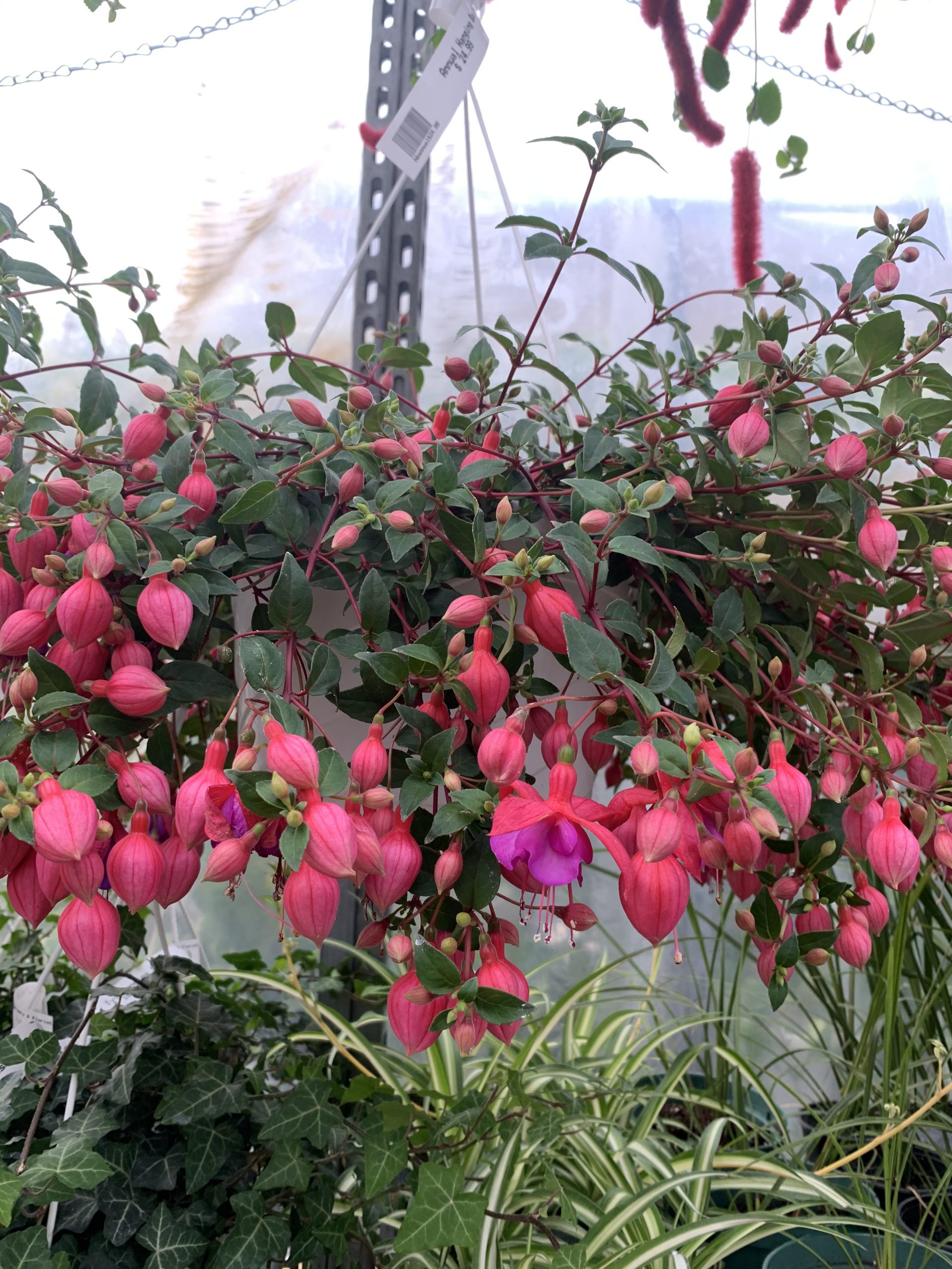 Fuchsia, Hanging Basket Scarlett Gardens