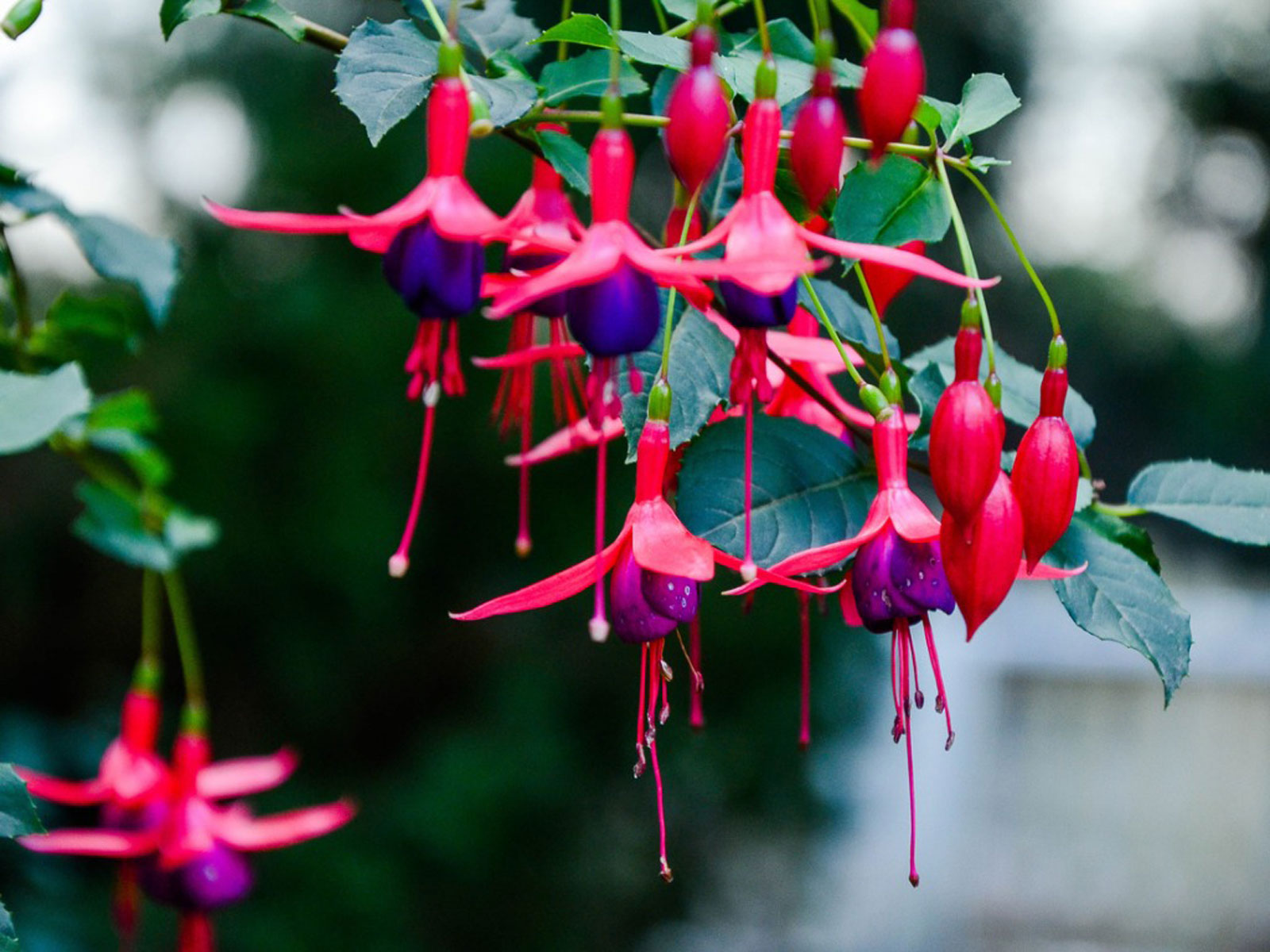 Fuchsia, Hanging Basket Scarlett Gardens