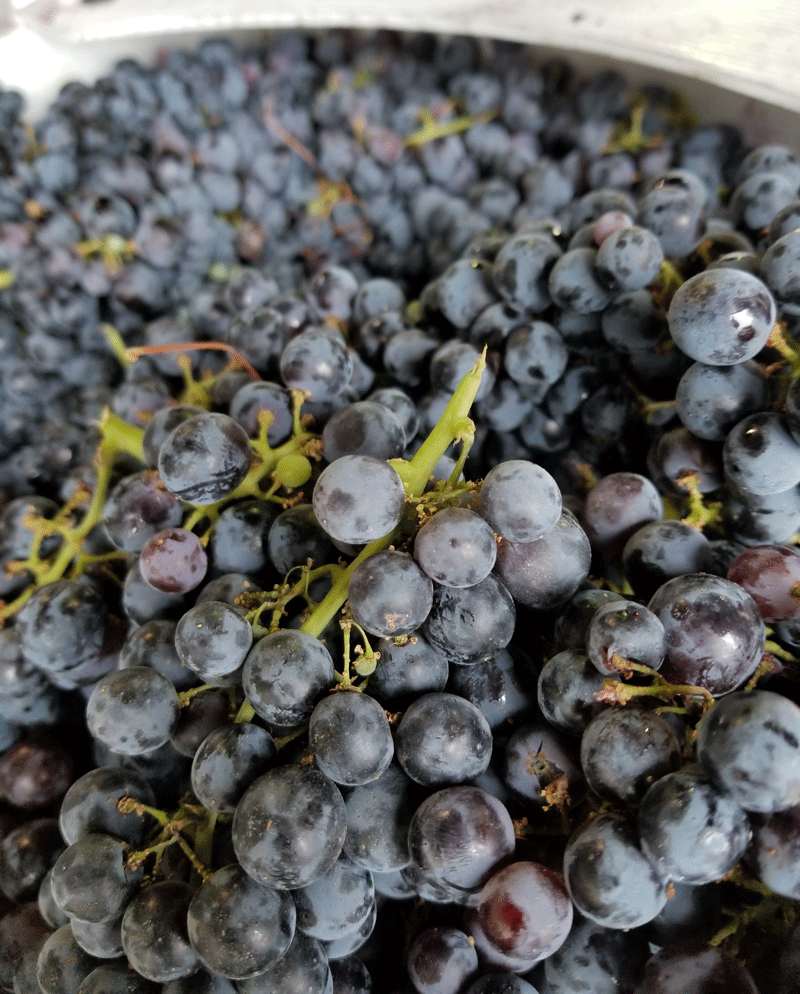 where to buy wine grapes in calgary Scarpone's