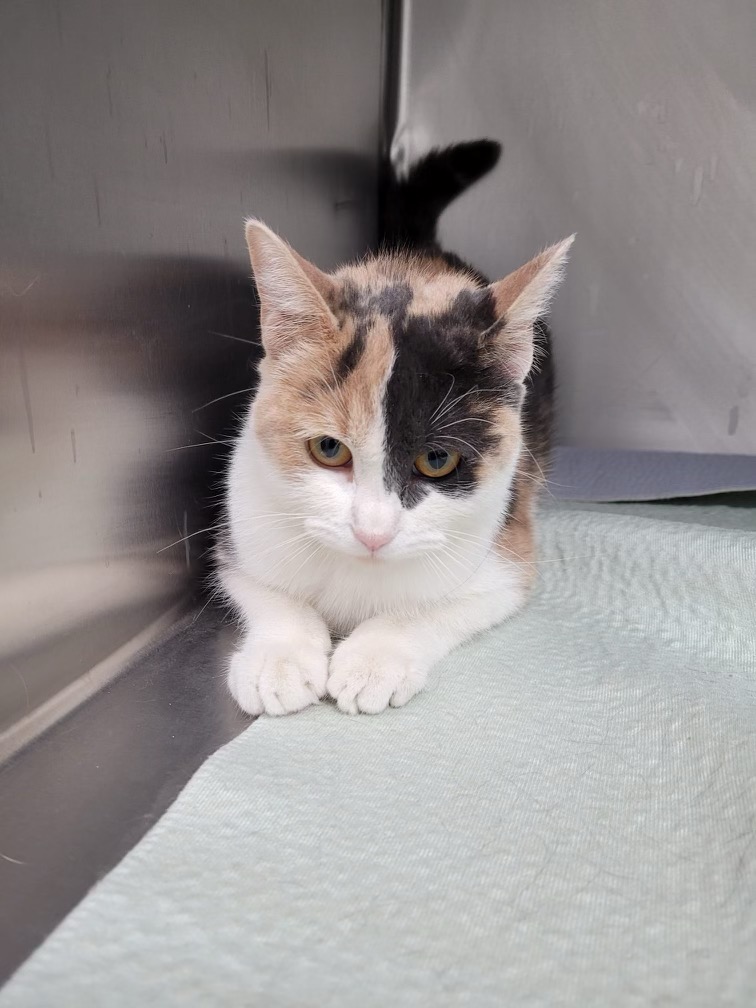 Three found cats! Are you missing me? SCARS