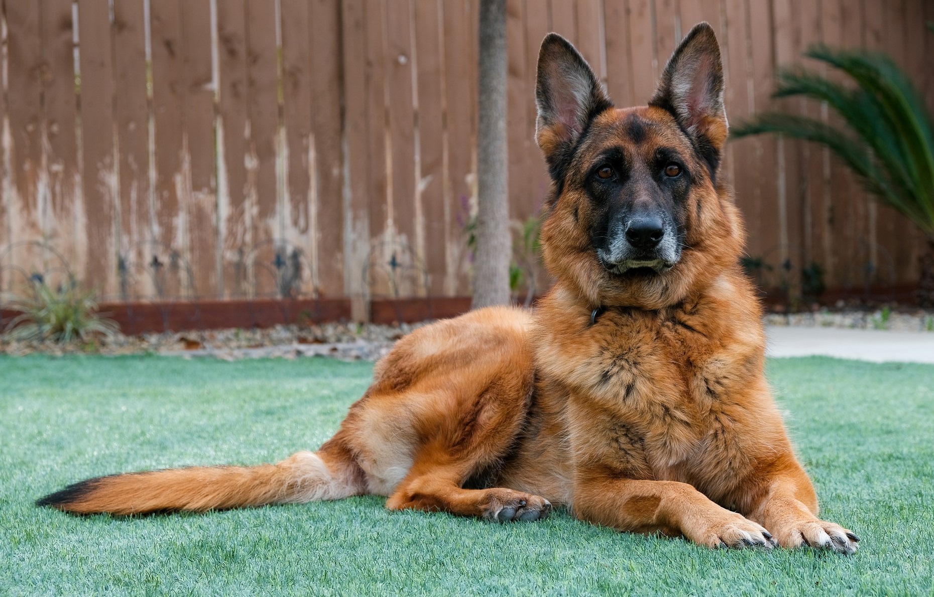 Do Brain Tumors in Dogs Cause Pain? » Scary Symptoms