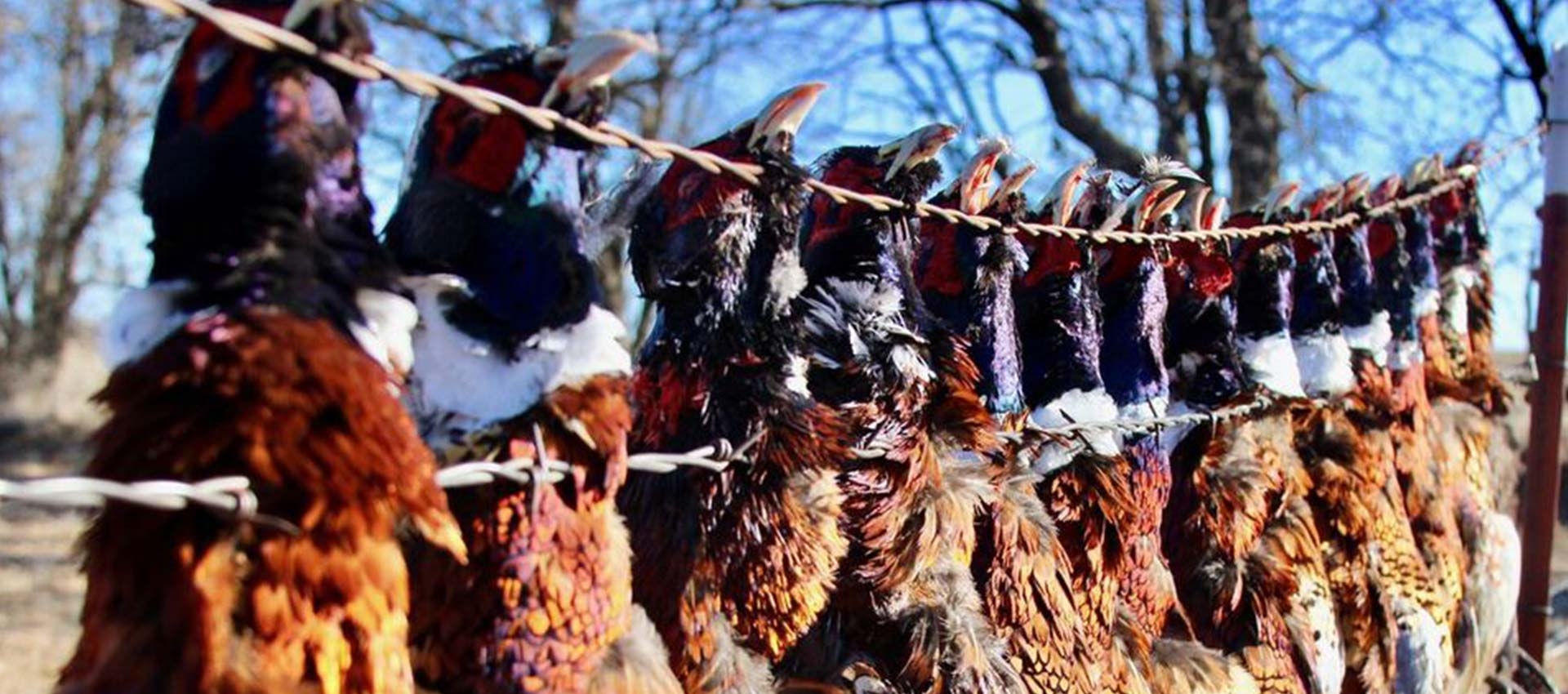 Custom Hunting Packages & Combo Hunts Scattered Acres Outfitting LLC