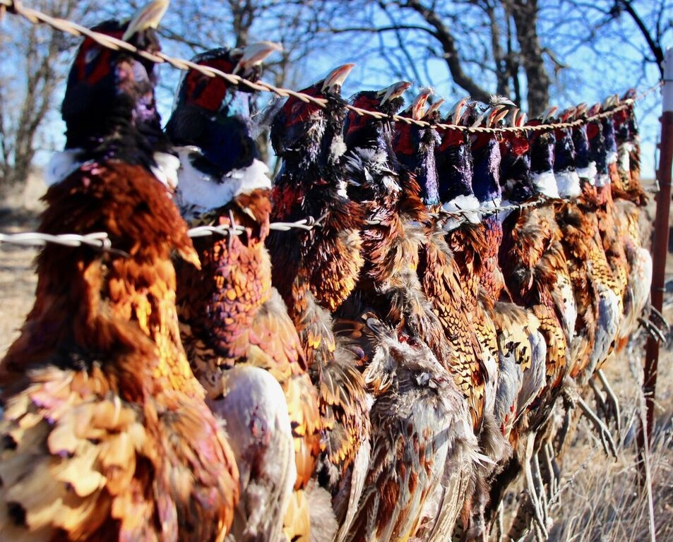 North Central Kansas Pheasant Hunting Affordable Pheasant Hunts in