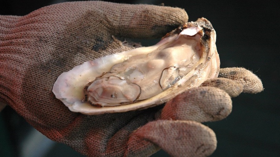 Alabama oyster harvest doubles previous year’s totals Supply Chain