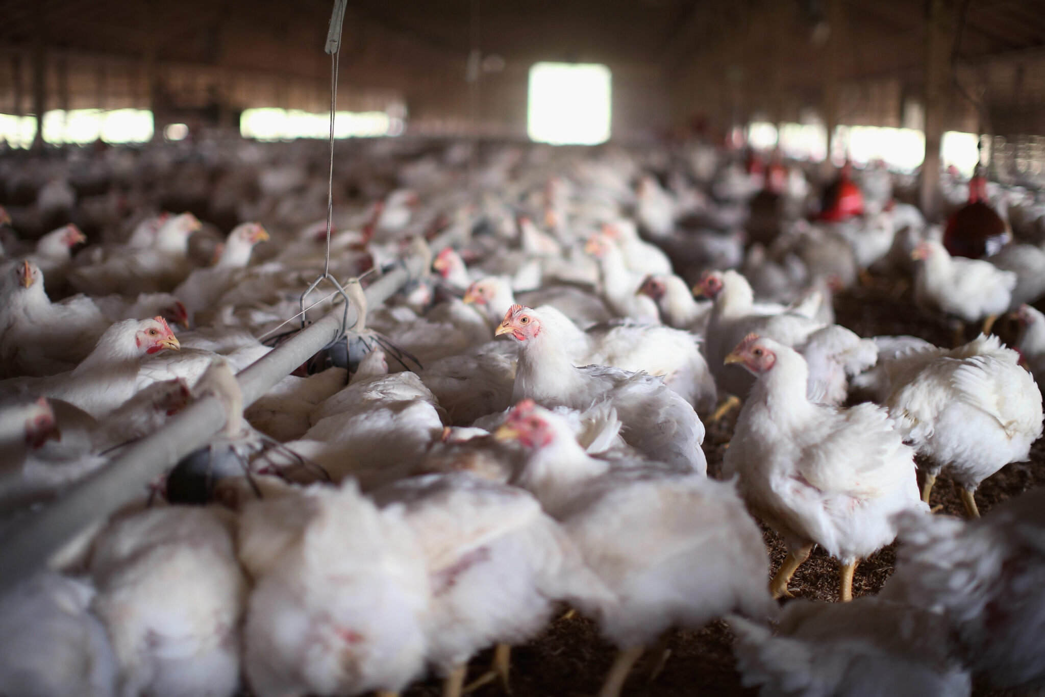 USDA aims to aid small farmers by barring pay deductions from poultry