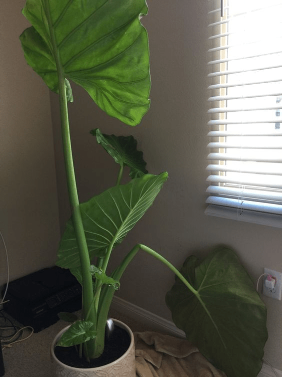 Elephant Ear Plant Care Indoors A Complete Guide