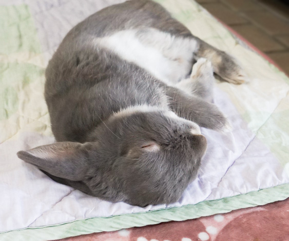 うさぎは目を開けて寝る その４ - うさぎと私 思わず二度見！？うさぎが時々とんでもない寝顔になる理由／ふうたの飼い主 (毎日が発見) - Line News