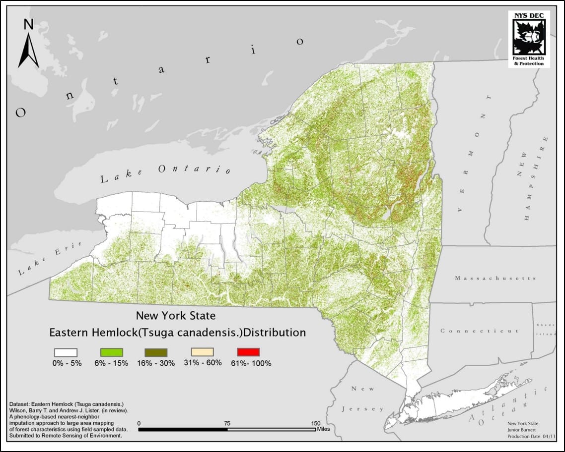 Woolly Adelgids Threaten Eastern Hemlock Trees Scenic Hudson