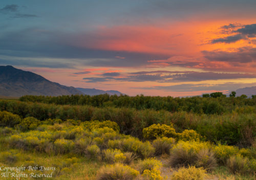 eastern sierra fall colors 2023 Photography and Fine Art