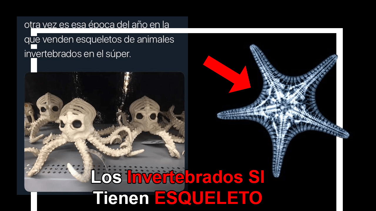 Los Invertebrados SI tienen ESQUELETO interno Scenio Los Invertebrados SI tienen ESQUELETO interno Scenio