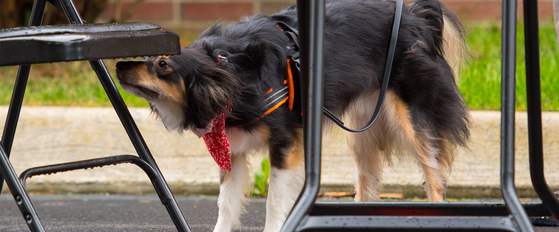 How Does A Dogs Nose Work