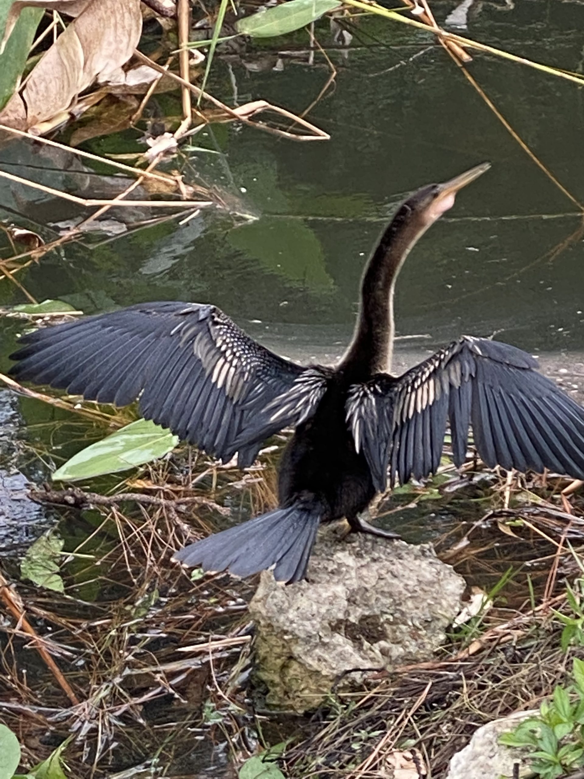 San Carlos Estates Community, Property Rights, Lower Taxes