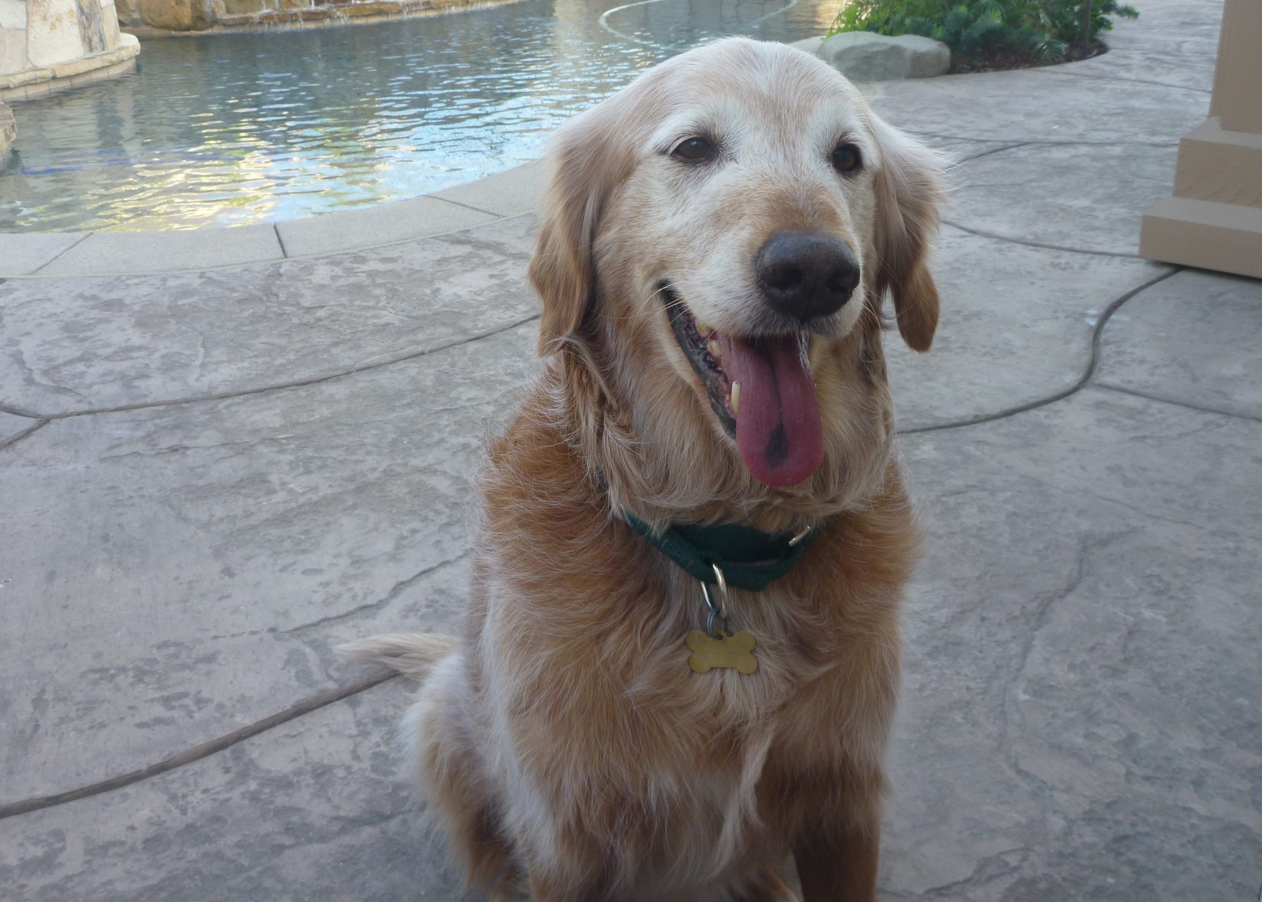 Buddy Southern California Golden Retriever Rescue