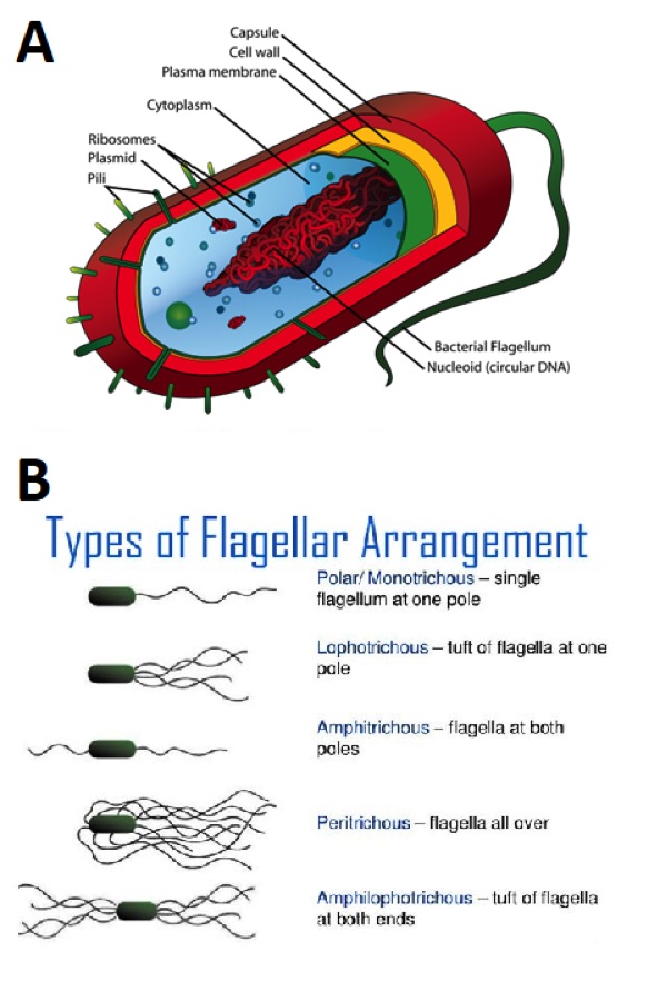 Small Things Considered Flagellar Motors How a Bacterium Shakes its