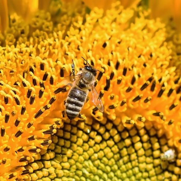 [Tabelle] Unterschied von Wespen, Bienen & Hornissen erklärt