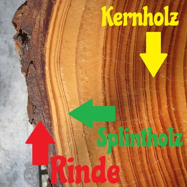 Holzwurm Bekämpfen Im Dachstuhl Ein Fall Für Statiker & Profis