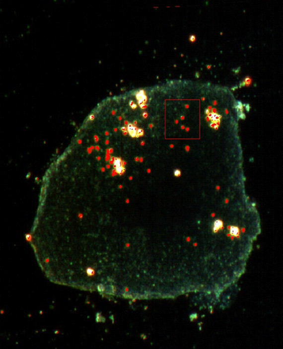 CytoViva Nanoparticles Schaefer Group