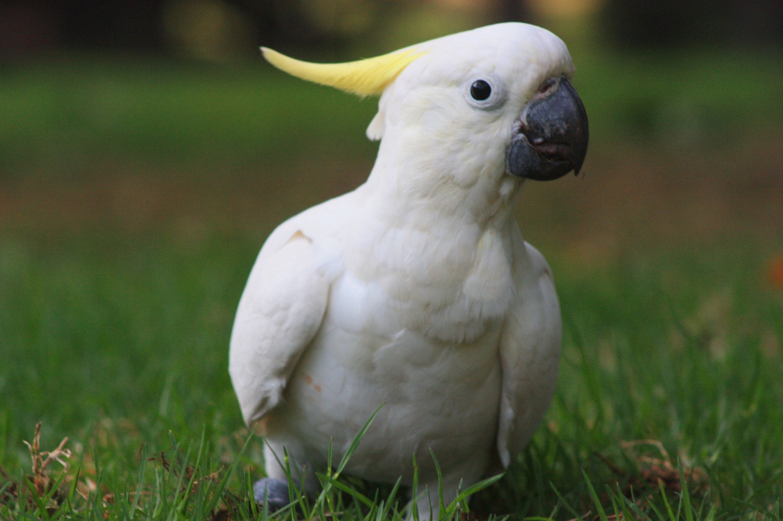 Cockatoos; Cacatuidae; Cockatiels; Nymphicus hollandicus