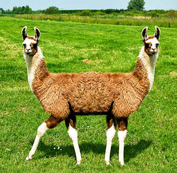 Llama Farm, Green County, Tennessee The 5th Wheel Now on 4 Wheels