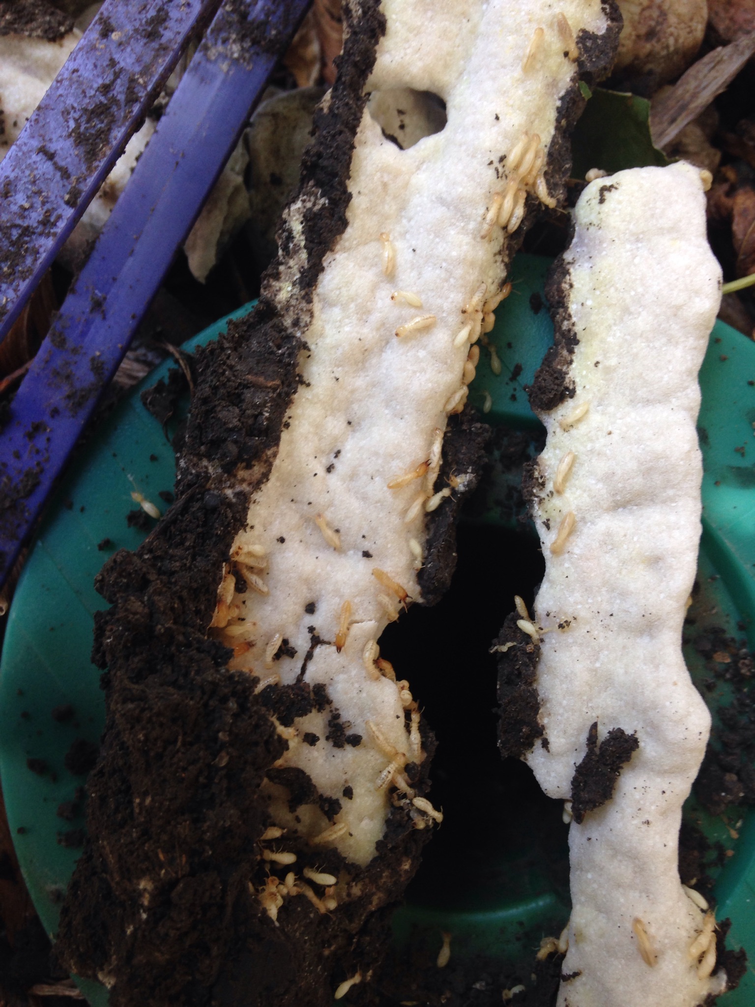 Termites Schendel Pest Control