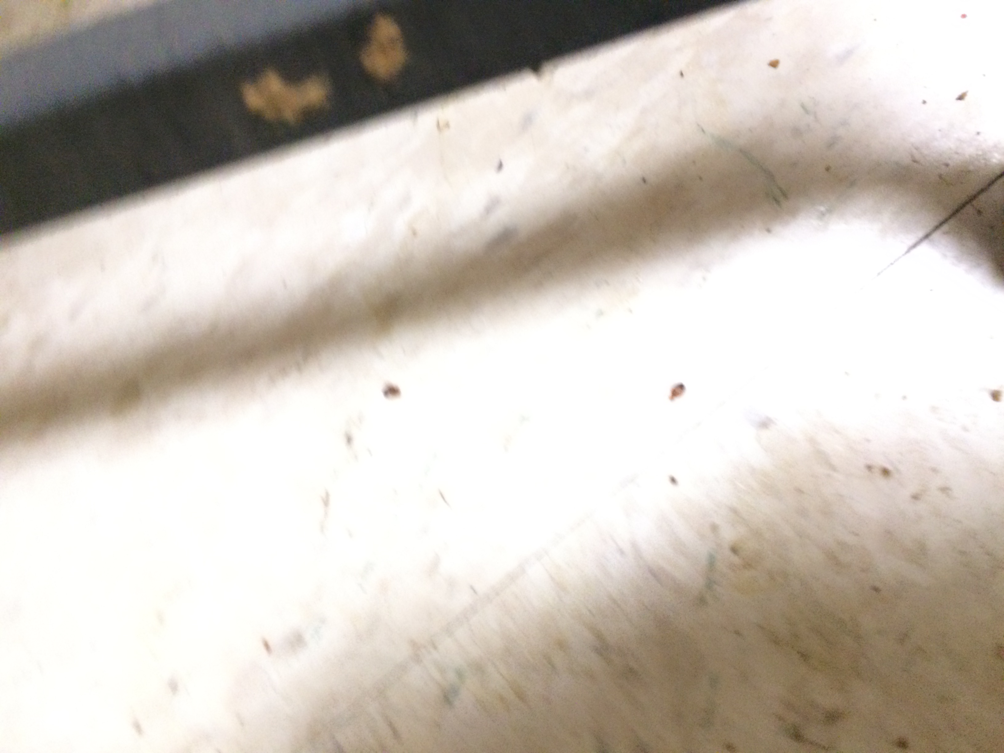 Gallery Schendel Pest Control