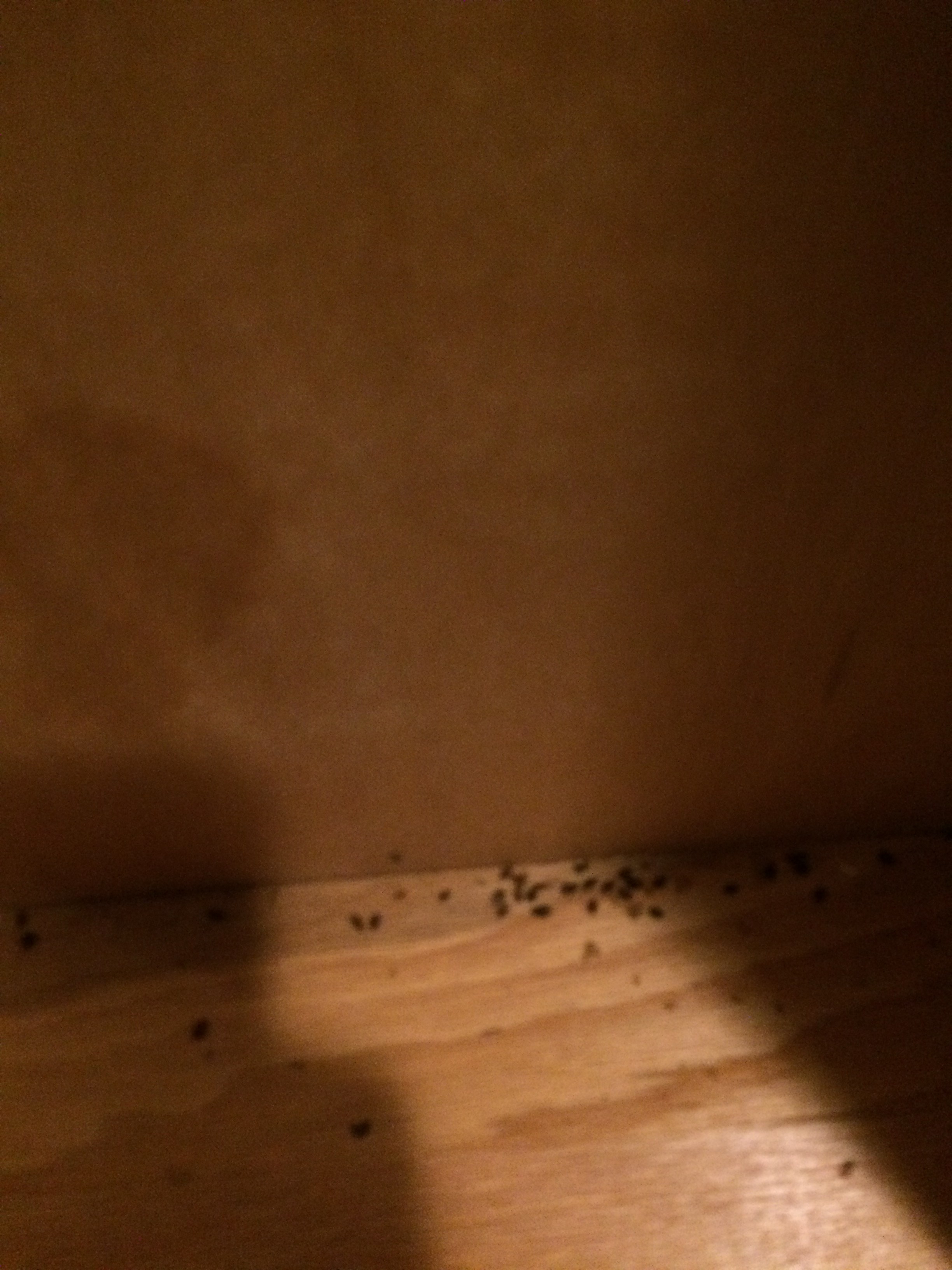 Gallery Schendel Pest Control