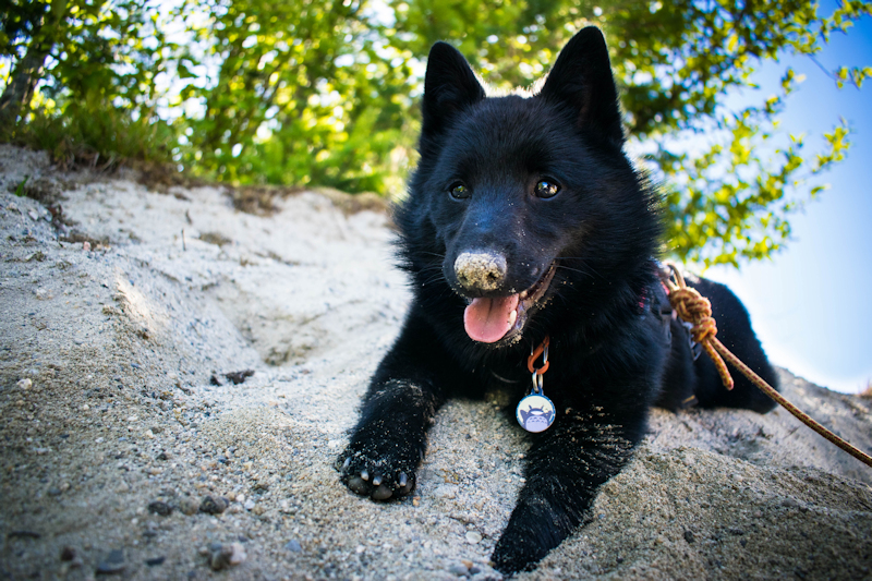 How Long Does The Chewing Stage Last In A Puppy