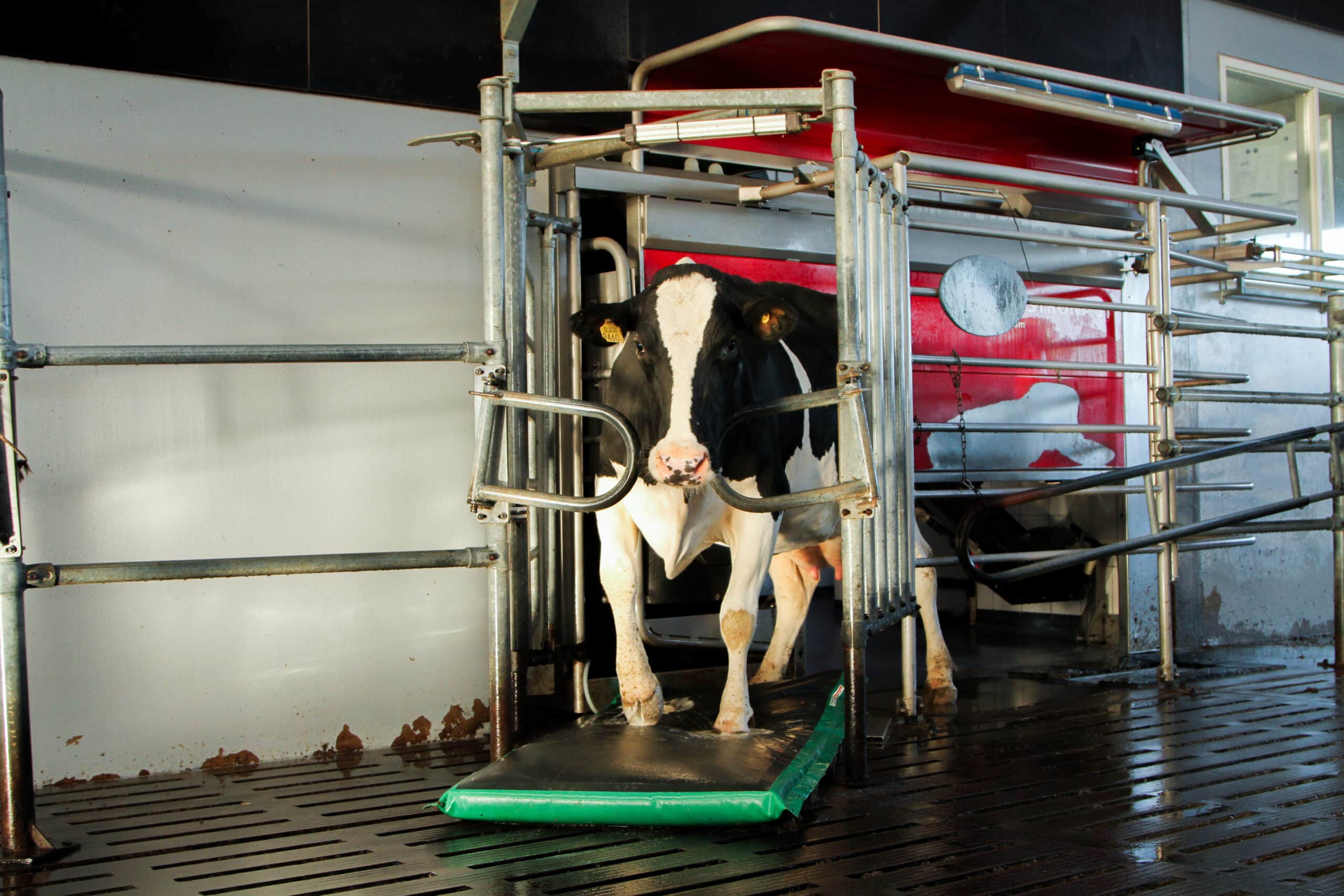 Optimal Hoofcare Dairy Schippers USA