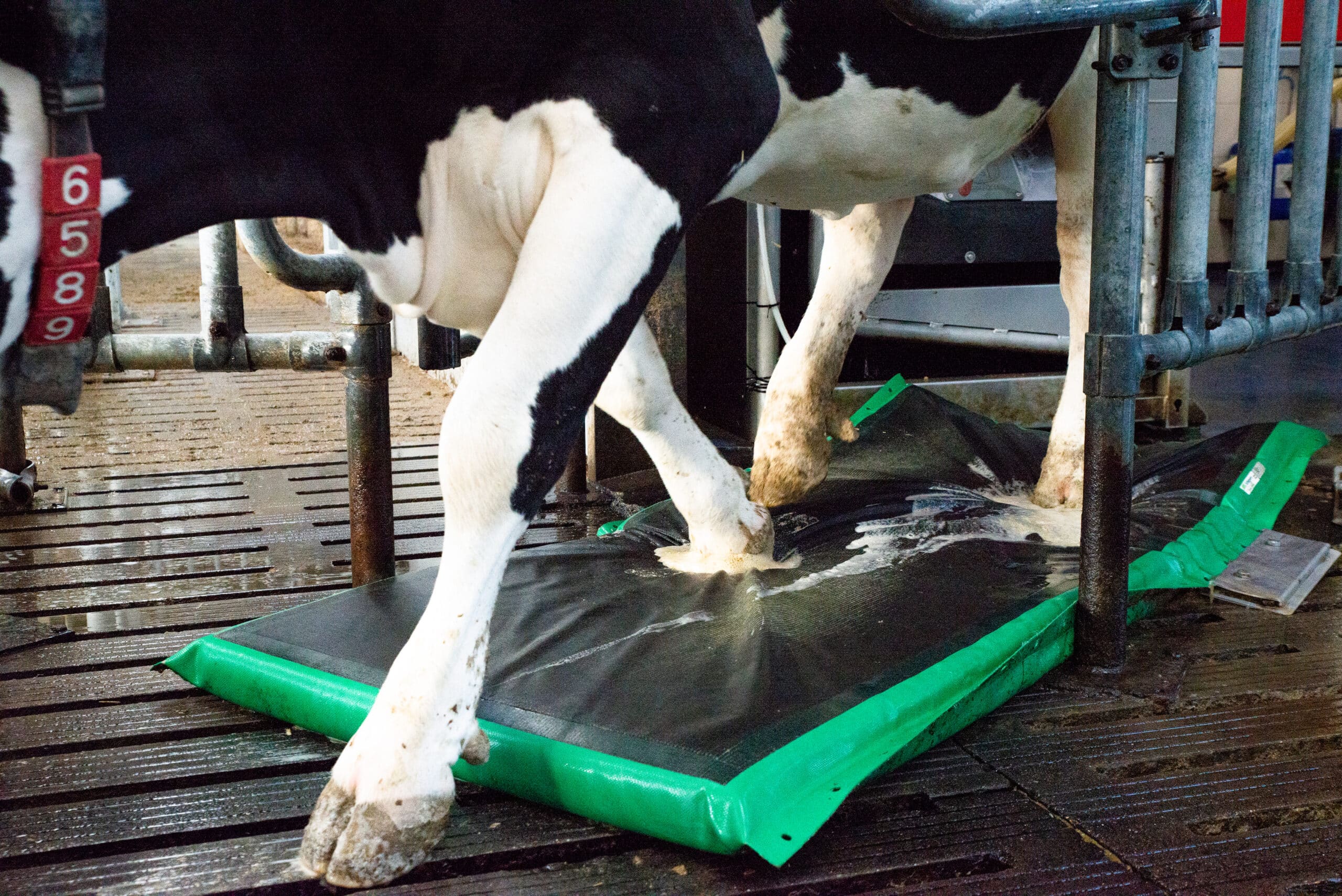 Optimal Hoofcare Dairy Schippers USA
