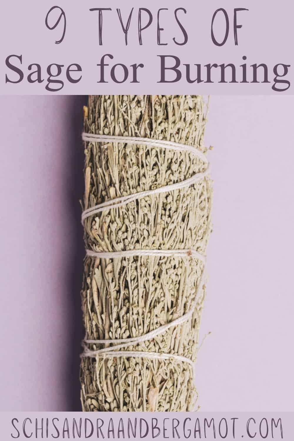 9 Different Types of Sage for Smudging • Schisandra & Bergamot