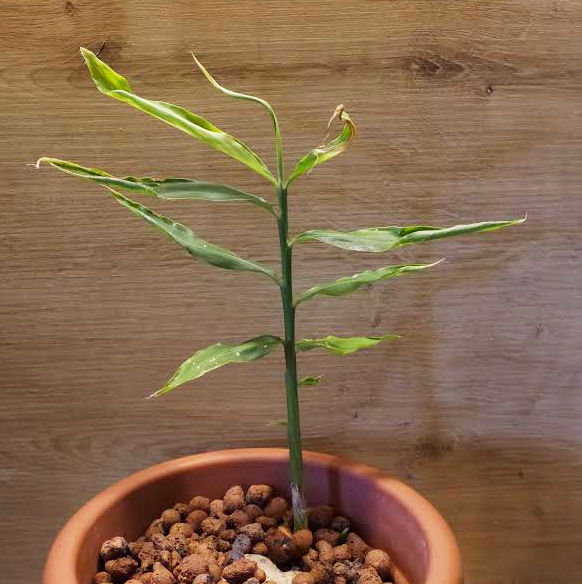 So einfach ziehst du einen kleinen Baum aus einem Stück Ingwer