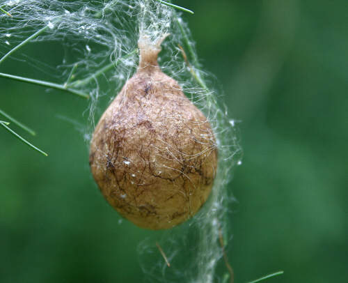Argiope, Garden Spider