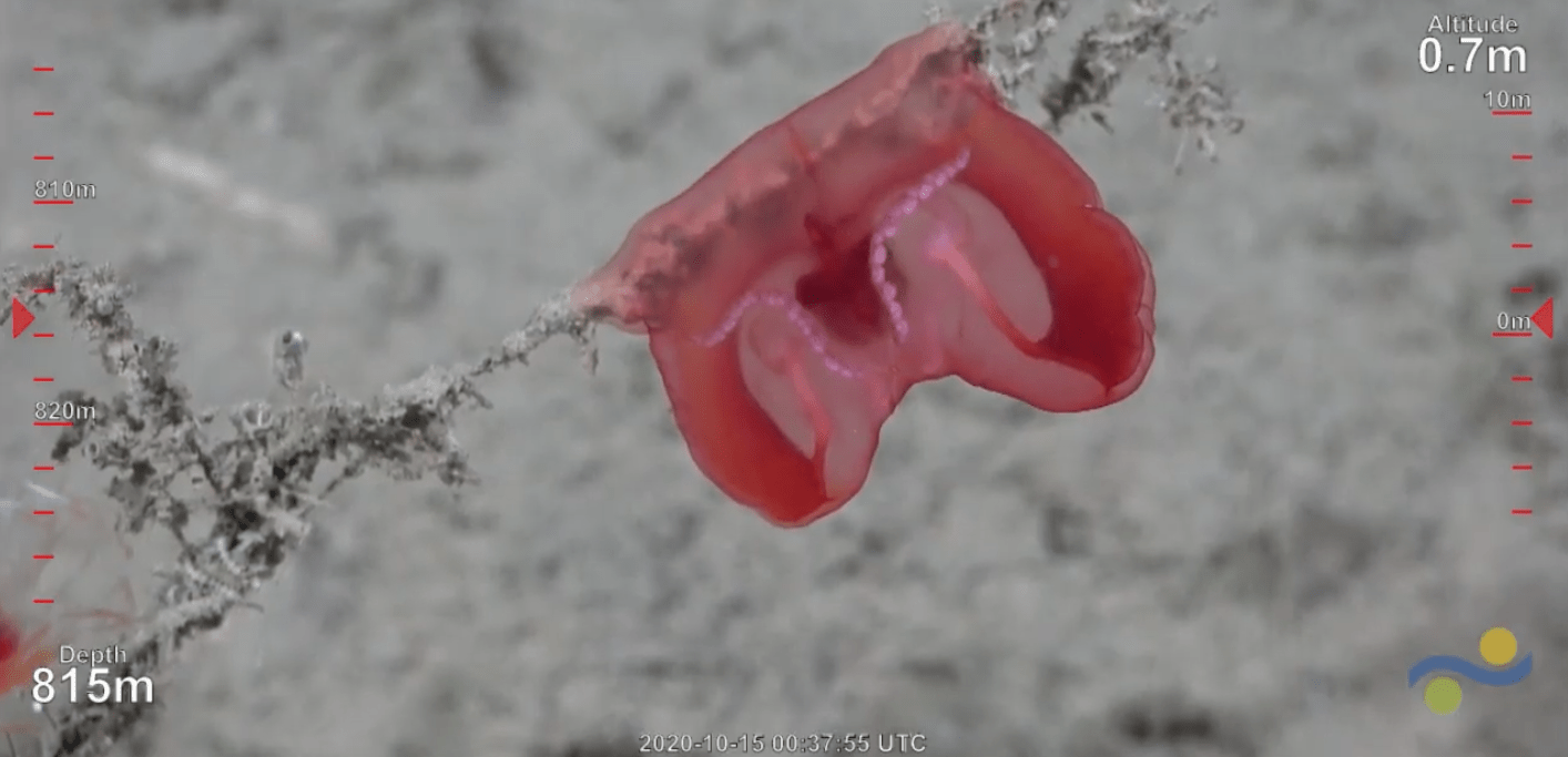 Coldwater Currents (and Life) Along the GBR Margin Schmidt Ocean