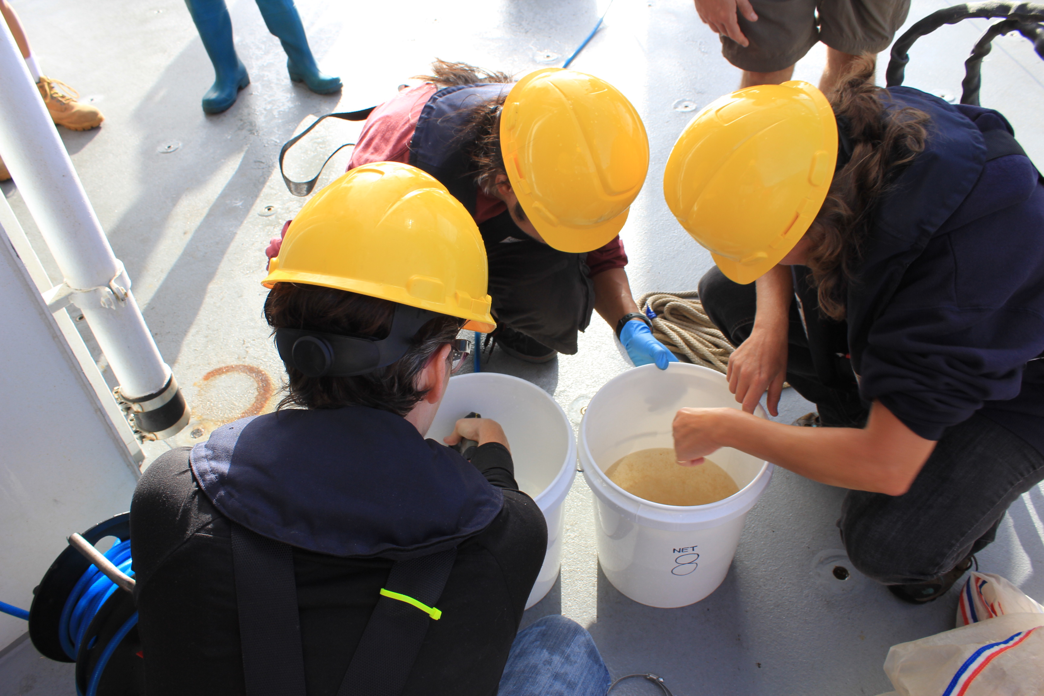Ring Nets and Zooplankton Investigating Copepod Paternity Schmidt