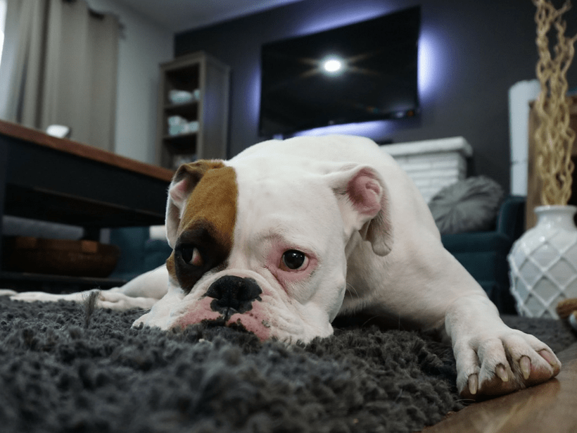 5 Tips for Buying a PetFriendly Property Schmidt Realty Group