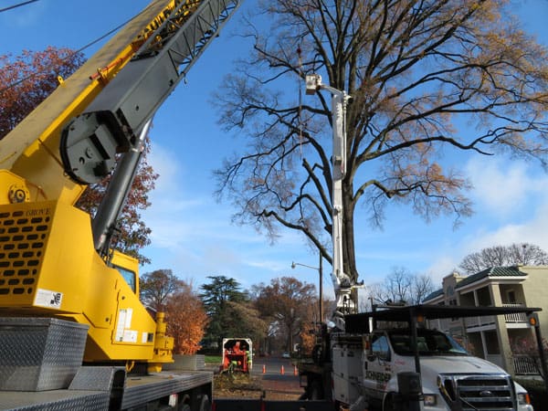 Commercial Tree Removal Schneider Tree Care