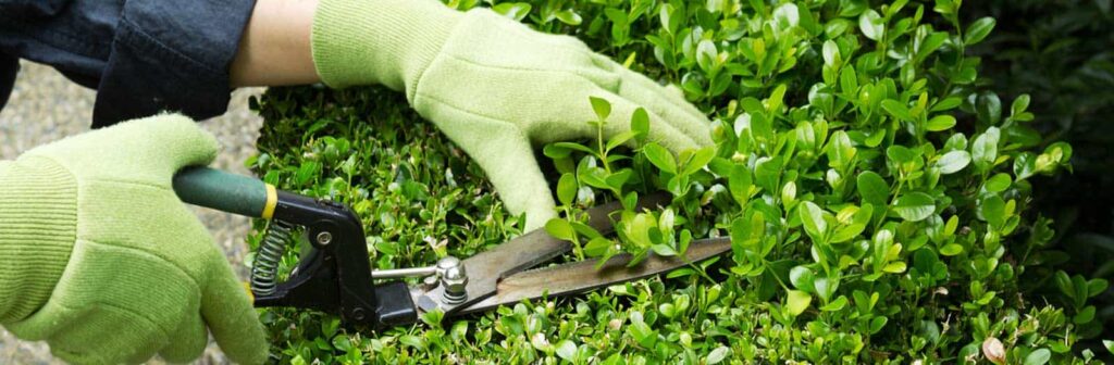 Keeping Your Shrubs Healthy Schneider Tree Care