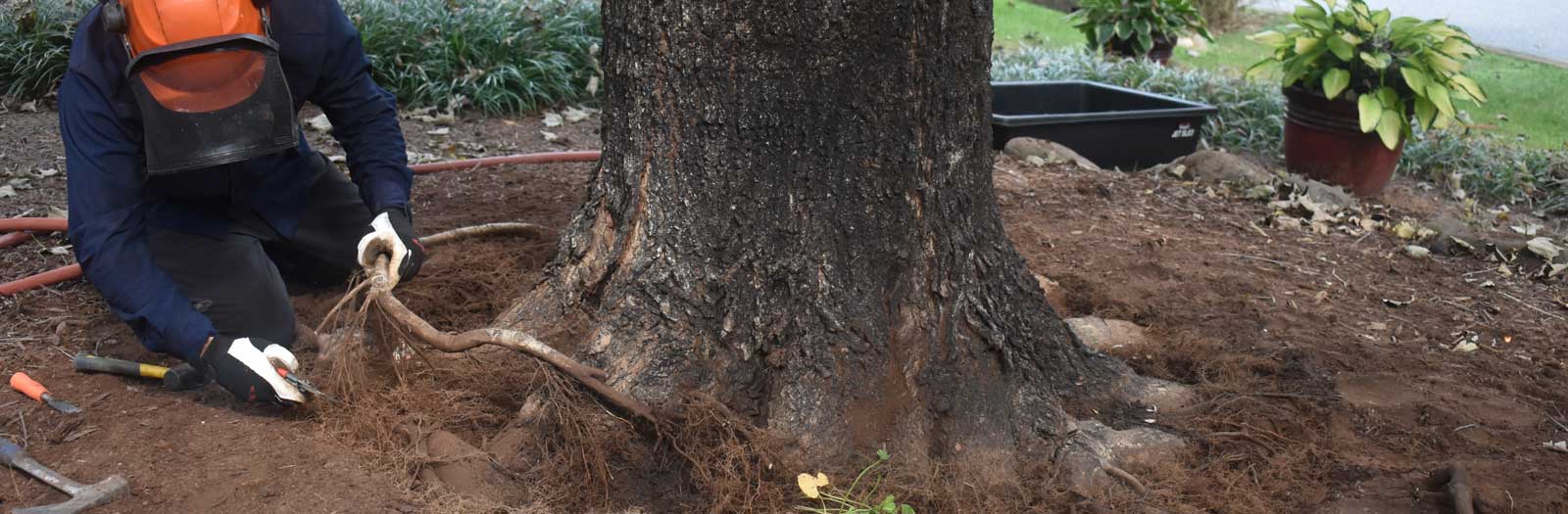 Root Collar Excavations Schneider Tree Care