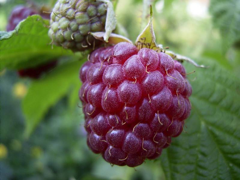 Himbeere Aroma Queen Schob Baumschule