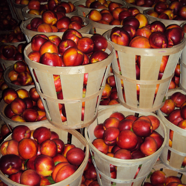 Wm. Schober Sons, Inc. Orchards & Farm Market