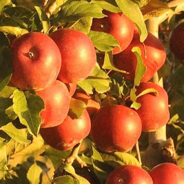 Wm. Schober Sons, Inc. Orchards & Farm Market